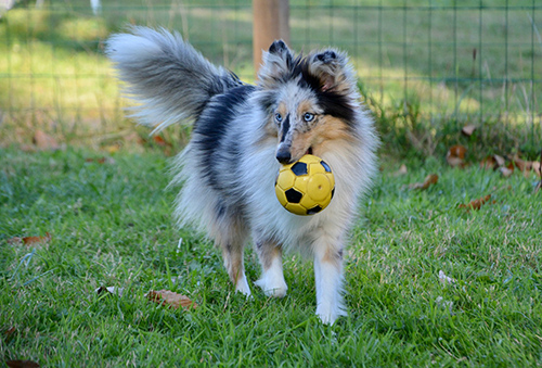 Shetland Sheepdog Breed Facts - Alert Gentle and Intelligent