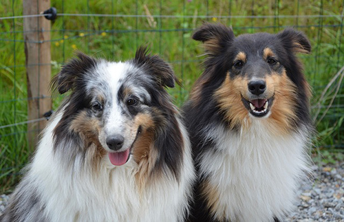 Shetland Sheepdog temperament