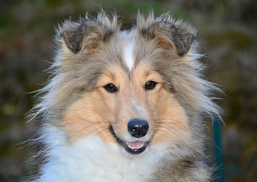 Shetland Sheepdog