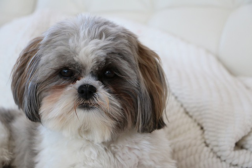 Shih Tzu