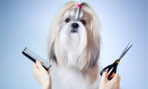 shih tzu grooming products for the perfect shih tzu