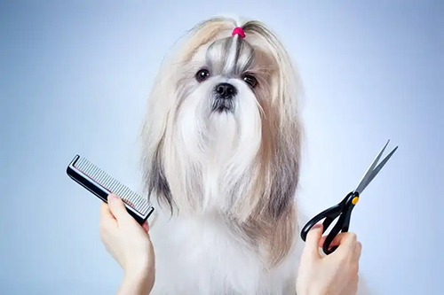 Shih Tzu Grooming Products for a Basic Grooming Kit