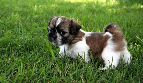 Information pertaining to shih tzu toy breeds