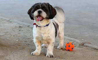 Shih Tzu and exercise