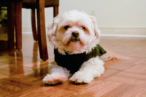 Shih Tzu in doggie clothing