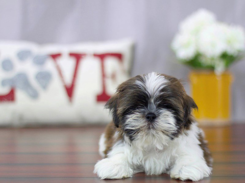 Young Shih Tzu male chilling on the floor looking for attention