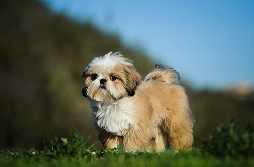 Amazing tri color Shih Tzu dog enjoying a day out