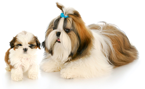 Shih Tzu puppy development week by week