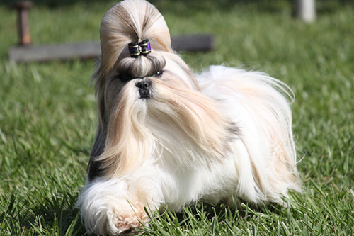 Shih Tzu dog with long luxurious hair prancing across the grass