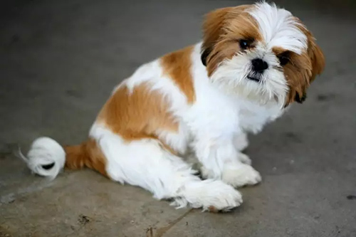 Imperial Tri-colored Shih Tzu puppy sitting on the floor looking to go for a walk