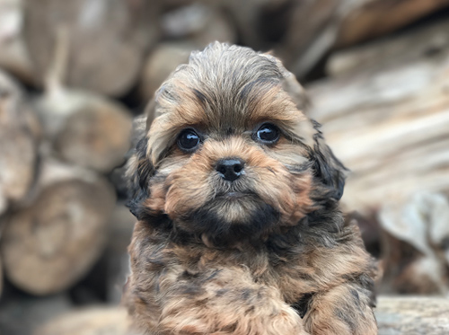 Shih Poo dog laying down beside some rocks