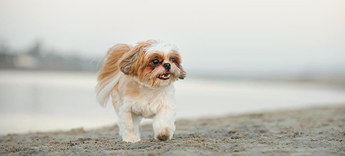 brown and white Shih Tzu taking a stroll on a sunny day