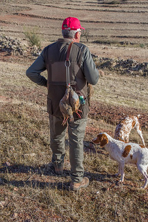 Should i trim my brittany spaniel