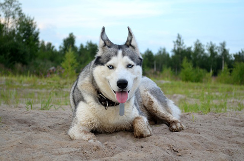 Siberian Husky