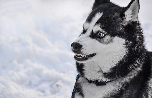 Siberian Husky temperament