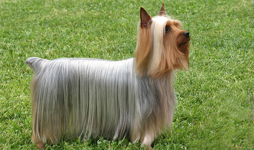 Silky Terrier