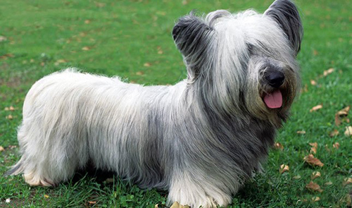 Skye Terrier