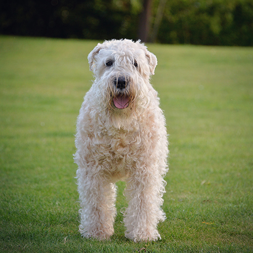 Soft Coated Wheaten Terrier just standing being a good dog standing on the grass in the yard