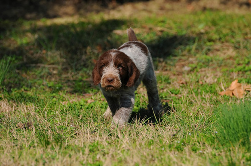 Spinone Italiano Temperament