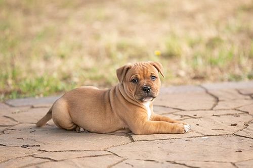 Staffordshire Bull Terrier puppy laying down in the yard relaxing on a hot day