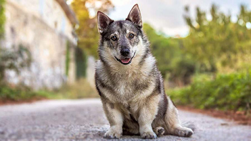 Swedish Vallhund Breed Facts and Resources