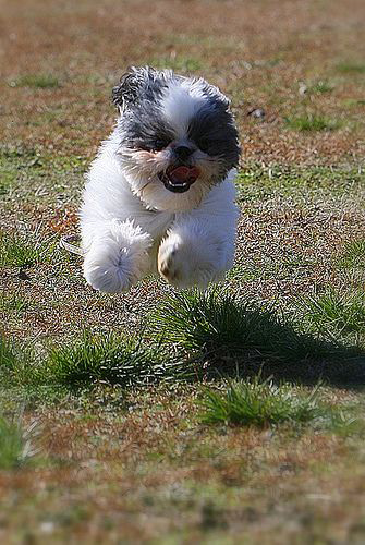 happy Shih Tzu running to its owner smiling