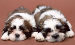 teacup and imperial shih tzu puppies ready to be picked up