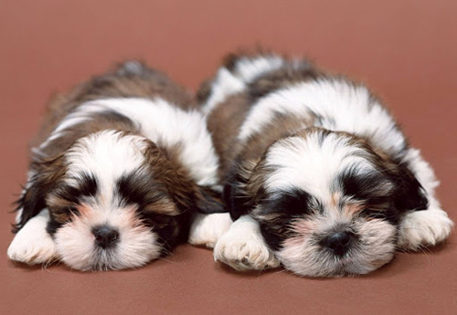 teacup and imperial shih tzu puppies ready to be picked up