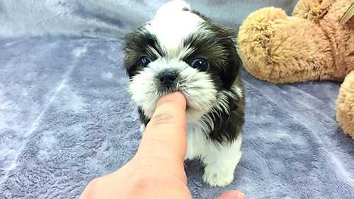 Teacup Shih Tzu or Imperial Shih Tzu