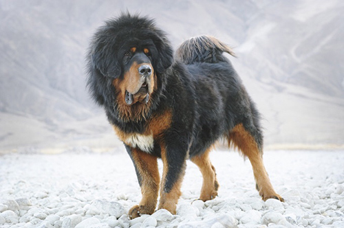 Tibetan Mastiff