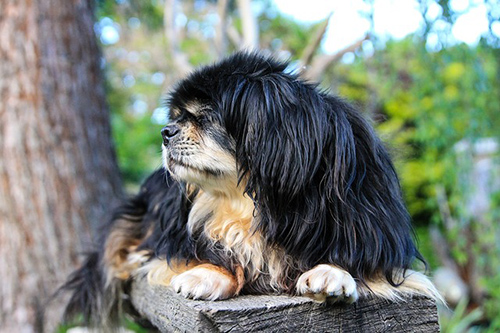 Tibetan Spaniel facts