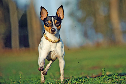 Toy Fox Terrier running and enjoying life