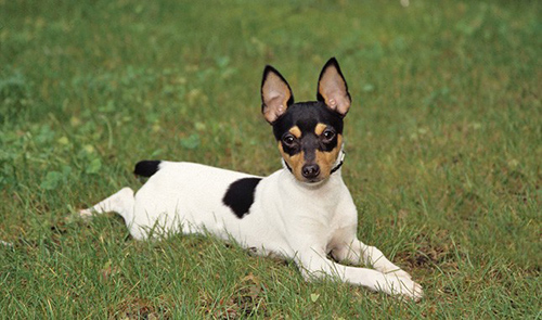 Toy Fox Terrier dog