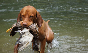 Vizsla