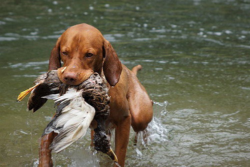 Vizsla