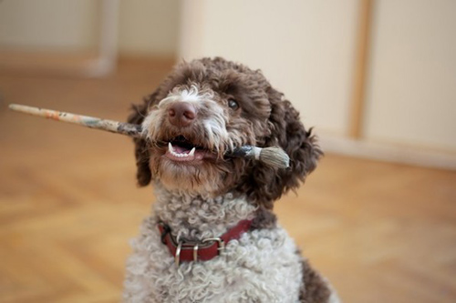 Were poodles created from lagotto romagnolo