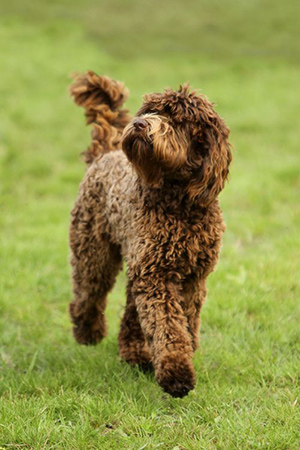 What is a barbet dog