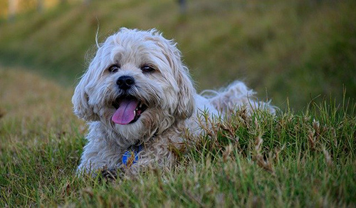 What is better for my shih tzu beef or chicken