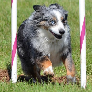 What is the difference between a miniature american shepherd and a miniature australian shepherd