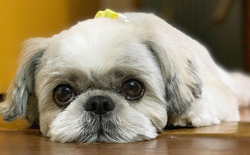 What should my shih tzu look at 1 month pregnant