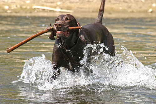 When do german shorthaired pointers calm down