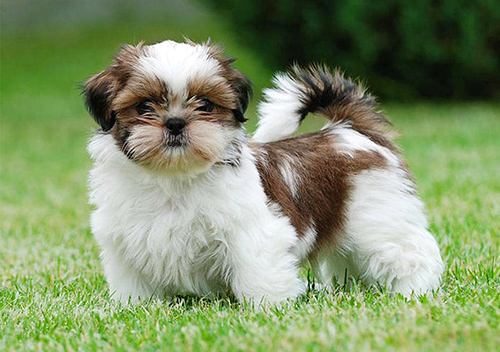 confident Shih Tzu puppy standing and looking to take on the world