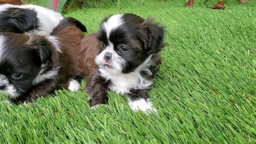 Where can I adopt a shih tzu breeder surrender