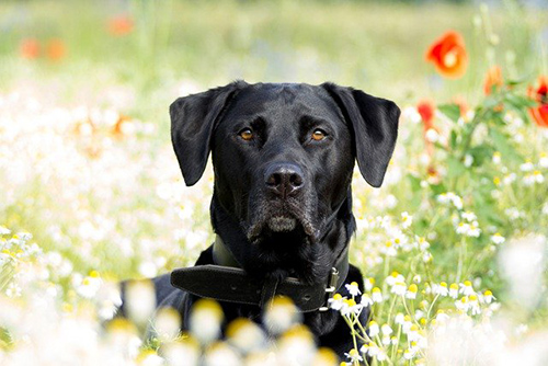 Where did labrador retrievers originate