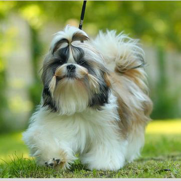 Where to find a shih tzu breeder