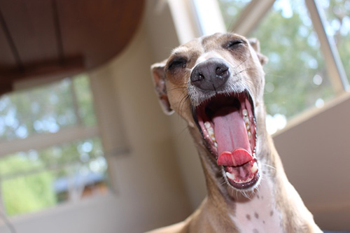 Whippet