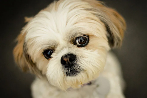Would a shih tzu be a good dog for a older person