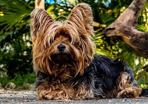 beautiful longhaired Yorkshire Terrier dog