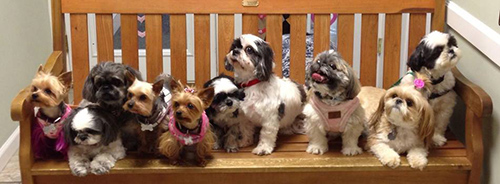 adopting a rescue shih tzu puppy