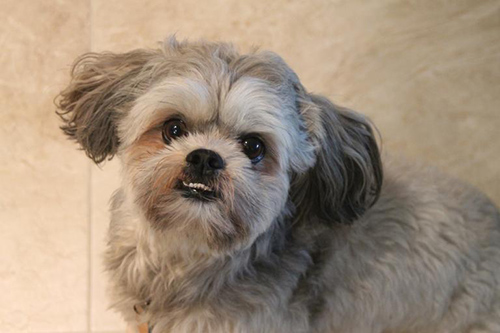 adopting an older shih tzu